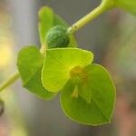 Euphorbia platyphyllos Habit