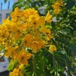 Senna surattensis Blomst