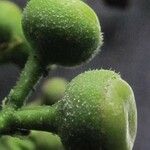 Aegiphila mollis Meyve