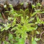 Valerianella locustaDeilen