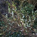 Spiraea hypericifolia 形態