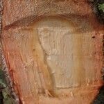 Duboscia macrocarpa Corteza