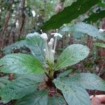 Psychotria pancheri Blüte