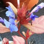 Ceratostigma plumbaginoides 花
