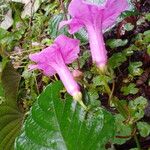 Ipomoea philomega Flower