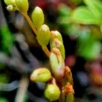 Drosera rotundifolia Fruit