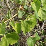 Ipomoea violacea Leaf