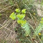 Euphorbia paralias Blodyn