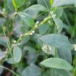 Polygonum arenastrum Blatt