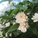 Rosa banksiae Flower