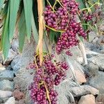Coccothrinax borhidiana Fruto