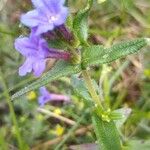 Glandora prostrata 葉