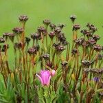 Carpobrotus edulis 果實