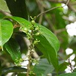 Conceveiba guianensis Плод