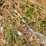 Danthonia decumbens Plod