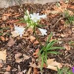 Agapanthus africanus عادت