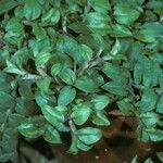 Crepidium commelinifolium