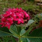 Pentas lanceolataKvet