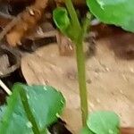 Viola biflora Corteza