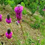 Dalea purpurea Blomst