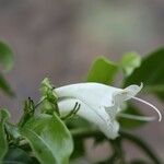 Oxera balansae Συνήθη χαρακτηριστικά