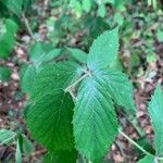 Rubus insectifolius Blatt