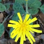 Hieracium glaucinum Flower