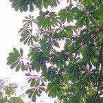 Jacaratia spinosa Leaf