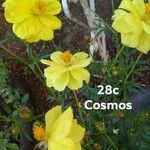 Cosmos sulphureus花