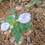 Clitoria mariana Žiedas