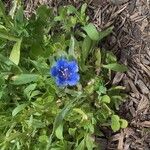 Phacelia campanularia 花