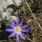 Anemone blanda Flor