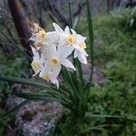 Narcissus tazetta Kvet