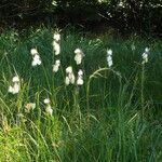 Eriophorum latifolium Habitus