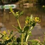 Ranunculus sceleratus Flower