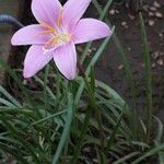 Zephyranthes carinata 整株植物