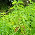 Thermopsis lanceolata 叶