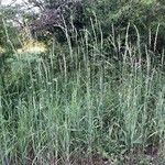 Elymus repens Habitat