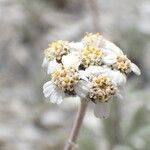 Achillea nana फूल