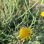 Launaea fragilis Bloem