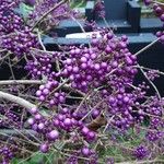 Callicarpa bodinieri Плід