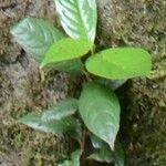 Diospyros sumatrana Leaf