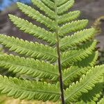 Arthropteris orientalis Leaf