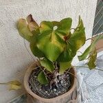 Anthurium faustomirandae Yaprak