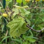 Solanum viarum Листок