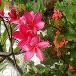 Plumeria rubra Flower