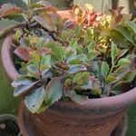 Kalanchoe longiflora Folha