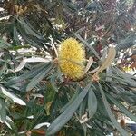 Banksia integrifolia ফুল