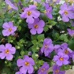 Sutera cordata Hoja