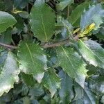 Ilex meserveae Folha